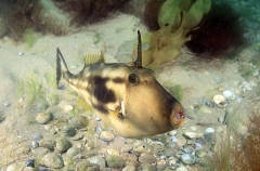Six-spine Leatherjacket (Meuschenia freycineti) Six-spine Leatherjacket (Meuschenia freycineti)