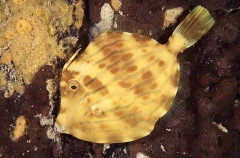 Mosaic Leatherjacket (Eubalichthys mosaicus)