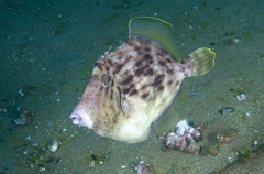 Cirrated Leatherjacket (Stephanolepis cirrhifer) Cirrated Leatherjacket (Stephanolepis cirrhifer)