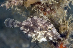 Pig Faced Leatherjacket (Paramonacanthus choirocephalus) Pig Faced Leatherjacket (Paramonacanthus choirocephalus)