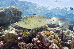 Scrawled Leatherjacket (Aluterus scriptus) Scrawled Leatherjacket (Aluterus scriptus)