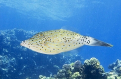 Scrawled Leatherjacket (Aluterus scriptus) Scrawled Leatherjacket (Aluterus scriptus)