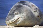 Leopard Seal (Hydrurga leptonyx) Leopard Seal (Hydrurga leptonyx)