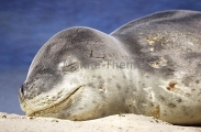 Leopard Seal (Hydrurga leptonyx) Leopard Seal (Hydrurga leptonyx)