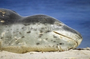 Leopard Seal (Hydrurga leptonyx) Leopard Seal (Hydrurga leptonyx)
