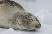 Leopard Seal (Hydrurga leptonyx) Leopard Seal (Hydrurga leptonyx)