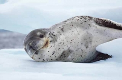 Leopard Seal (Hydrurga leptonyx) Leopard Seal (Hydrurga leptonyx)