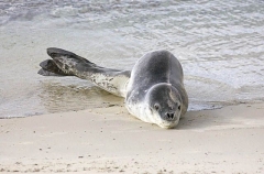 Leopard Seal (Hydrurga leptonyx) Leopard Seal (Hydrurga leptonyx)