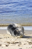 Leopard Seal (Hydrurga leptonyx) Leopard Seal (Hydrurga leptonyx)