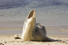 Leopard Seal (Hydrurga leptonyx) Leopard Seal (Hydrurga leptonyx)