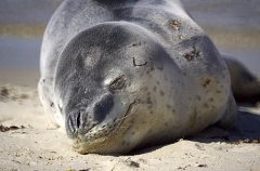Leopard Seal (Hydrurga leptonyx)