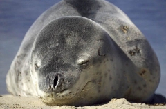 Leopard Seal (Hydrurga leptonyx)