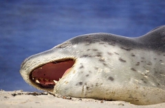 Leopard Seal (Hydrurga leptonyx) Leopard Seal (Hydrurga leptonyx)
