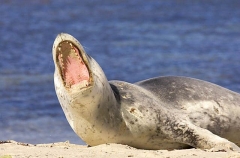 Leopard Seal (Hydrurga leptonyx) Leopard Seal (Hydrurga leptonyx)