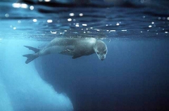 Leopard Seal (Hydrurga leptonyx) Leopard Seal (Hydrurga leptonyx)