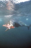 Leopard Seal (Hydrurga leptonyx)