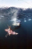 Leopard Seal (Hydrurga leptonyx)