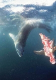 Leopard Seal (Hydrurga leptonyx)