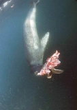 Leopard Seal (Hydrurga leptonyx)