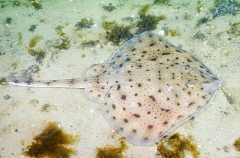 Little Skate (Leucoraja erinacea) Little Skate (Leucoraja erinacea)