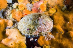 Rough Keyhole Limpet (Diodora aspera) Rough Keyhole Limpet (Diodora aspera)