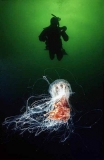 Lions Mane Jellyfish (Cyanea capillata) Lions Mane Jellyfish (Cyanea capillata)