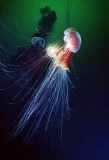Lions Mane Jellyfish (Cyanea capillata) Lions Mane Jellyfish (Cyanea capillata)