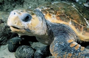 Loggerhead Turtle (Caretta caretta) Loggerhead Turtle (Caretta caretta)