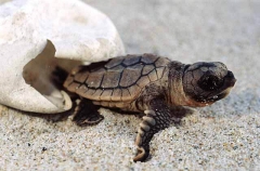 Loggerhead Turtle (Caretta caretta) Loggerhead Turtle (Caretta caretta)