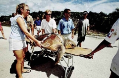 Loggerhead Turtle (Caretta caretta) Loggerhead Turtle (Caretta caretta)