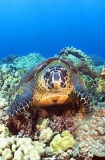 Loggerhead Turtle (Caretta caretta) Loggerhead Turtle (Caretta caretta)