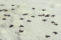 Loggerhead Turtles (Caretta caretta) Loggerhead Turtles (Caretta caretta)