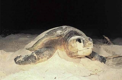 Loggerhead Turtle (Caretta caretta) Loggerhead Turtle (Caretta caretta)