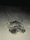 Loggerhead Turtle (Caretta caretta) Loggerhead Turtle (Caretta caretta)