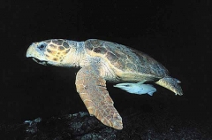 Loggerhead Turtle (Caretta caretta) Loggerhead Turtle (Caretta caretta)
