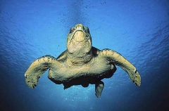 Loggerhead Turtle (Caretta caretta) Loggerhead Turtle (Caretta caretta)