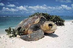 Loggerhead Turtle (Caretta caretta)