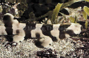 Brown-banded Bamboo Shark (Chiloscyllium punctatum)