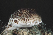 Freycinet's Epaulette Shark (Hemiscyllium freycineti) Freycinet's Epaulette Shark (Hemiscyllium freycineti)