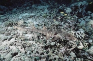 Freycinet's Epaulette Shark (Hemiscyllium freycineti) Freycinet's Epaulette Shark (Hemiscyllium freycineti)