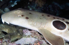 Epaulette Shark (Hemiscyllium ocellatum)