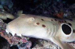 Epaulette Shark (Hemiscyllium ocellatum)
