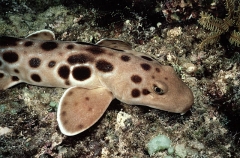 Epaulette Shark (Hemiscyllium ocellatum) Epaulette Shark (Hemiscyllium ocellatum)
