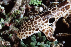 Freycinet's Epaulette Shark (Hemiscyllium freycineti)