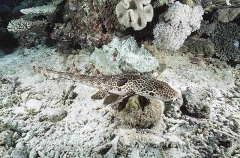 Freycinet's Epaulette Shark (Hemiscyllium freycineti) Freycinet's Epaulette Shark (Hemiscyllium freycineti)