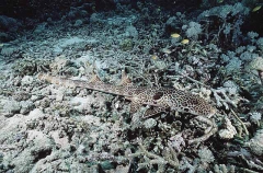 Freycinet's Epaulette Shark (Hemiscyllium freycineti) Freycinet's Epaulette Shark (Hemiscyllium freycineti)