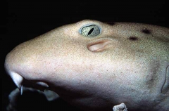 Gray Bamboo Shark (Chiloscyllium griseum) Gray Bamboo Shark (Chiloscyllium griseum)