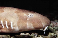 Gray Bamboo Shark (Chiloscyllium griseum) Gray Bamboo Shark (Chiloscyllium griseum)