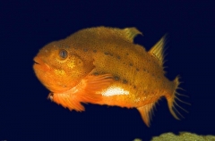 Lumpsucker (Cyclopterus lumpus) Lumpsucker (Cyclopterus lumpus)