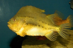 Lumpsucker (Cyclopterus lumpus) Lumpsucker (Cyclopterus lumpus)